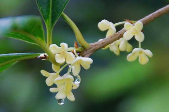 桂花盆景常见造型 桂花盆景常见造型