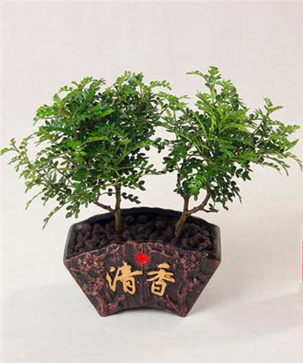 盆景清香木图片 盆景清香木图片