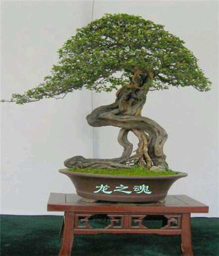 雀梅 雀梅