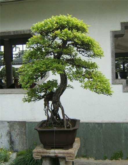 雀梅 雀梅