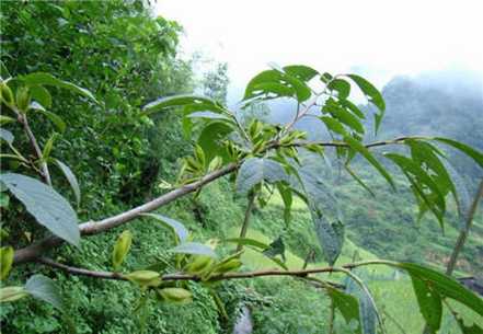 药用