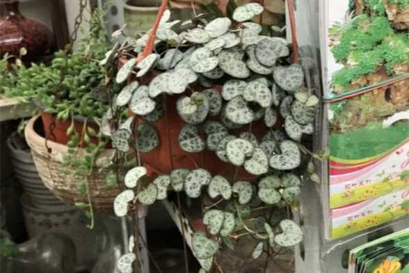 爱之蔓的花语是什么 爱之蔓的花语是什么