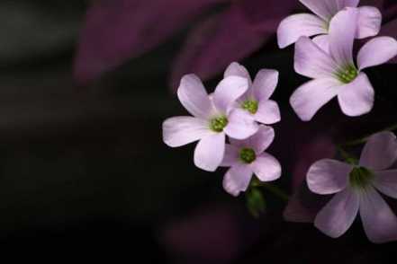 紫叶酢浆草的作用
