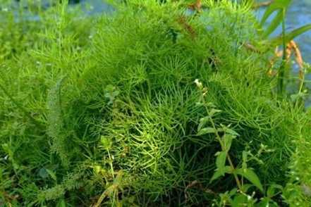 水蕨 水蕨