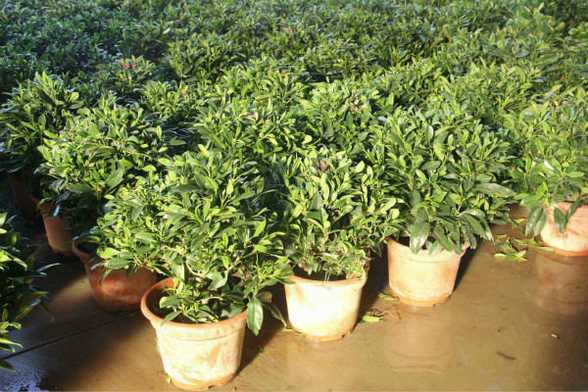非洲茉莉可以摆放在哪儿 非洲茉莉可以摆放在哪儿
