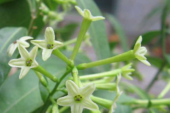 夜来香的花语及传说 夜来香的花语及传说