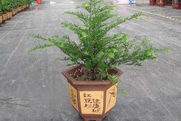 红豆杉的风水作用 红豆杉的风水作用