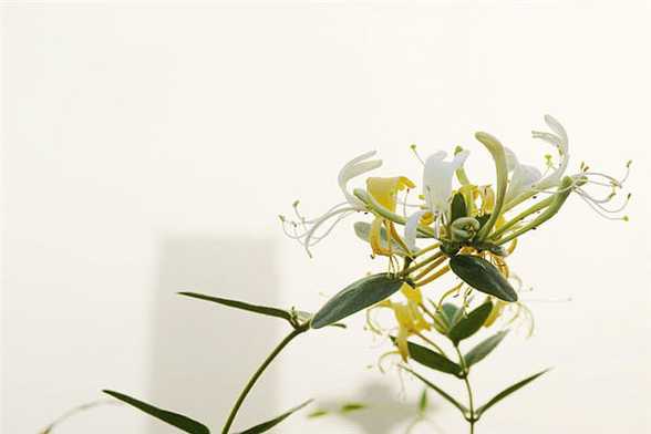 金银花叶子的作用 金银花叶子的作用
