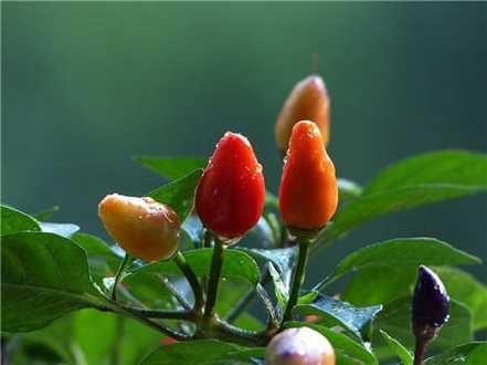 五彩椒种植