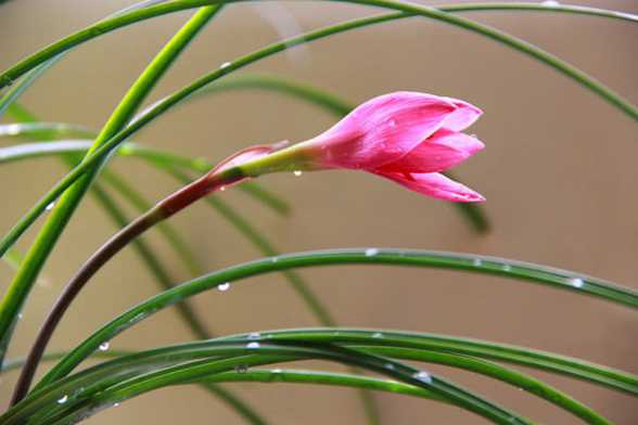 韭菜莲有毒吗 韭菜莲有毒吗