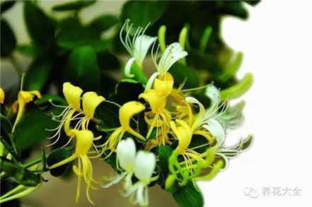金银花 金银花
