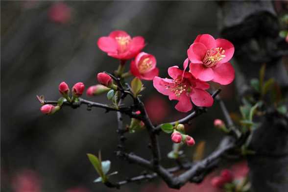 海棠花有毒吗