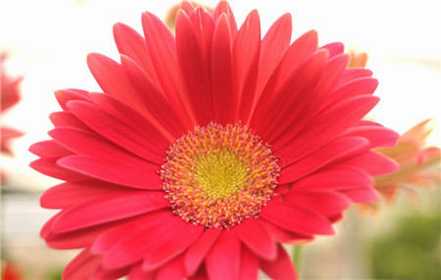 非洲菊为什么叫扶郎花