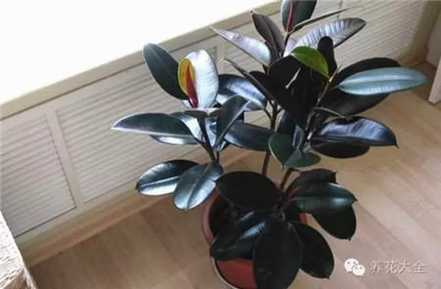 橡皮树