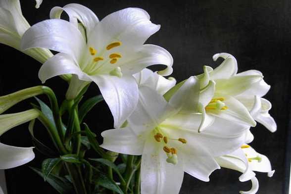 百合花放在卧室好吗 百合花放在卧室好吗