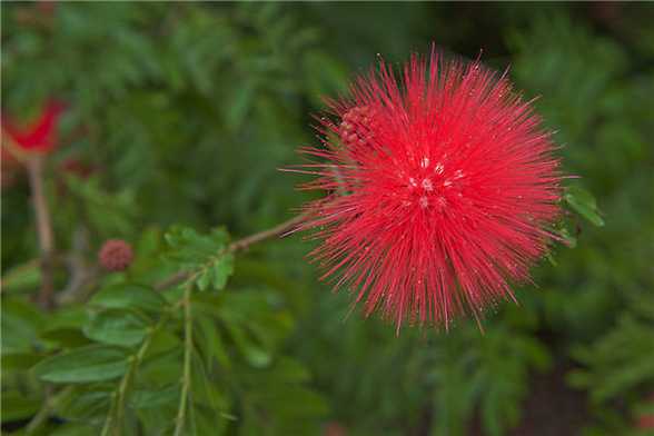 朱缨花的花语和象征代表意义 朱缨花的花语和象征代表意义