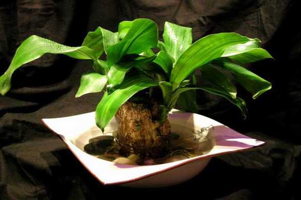 天秤座的守护植物——水培巴西木 天秤座的守护植物——水培巴西木