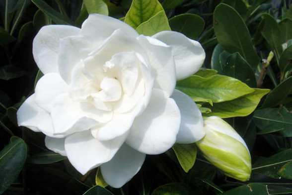 栀子花有毒吗 栀子花有毒吗