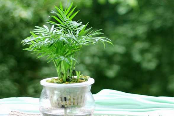 狮子座的守护植物——袖珍椰子 狮子座的守护植物——袖珍椰子