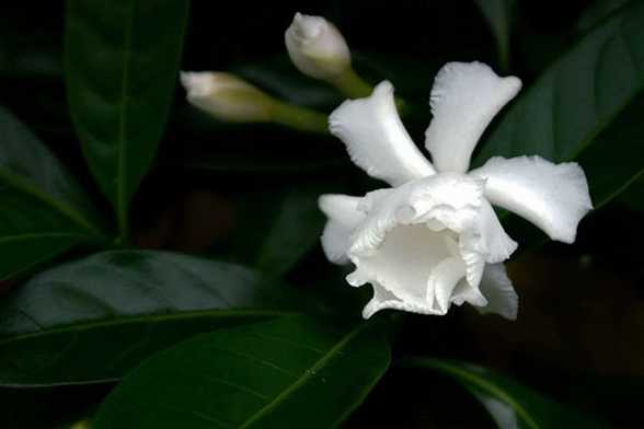 狗牙花的价值 狗牙花的价值