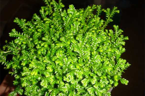 翠云草的花语及传说 翠云草的花语及传说