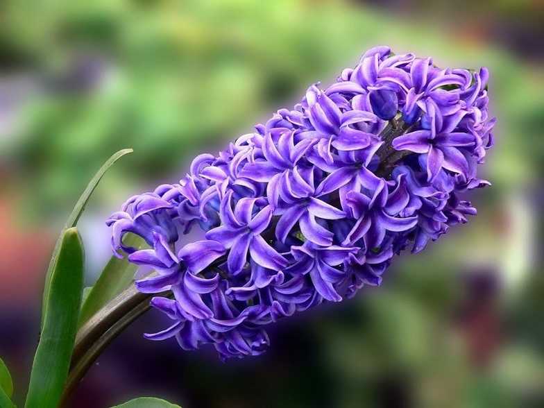 风信子花语是什么