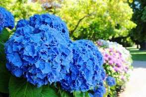 八仙花（绣球花）的传说