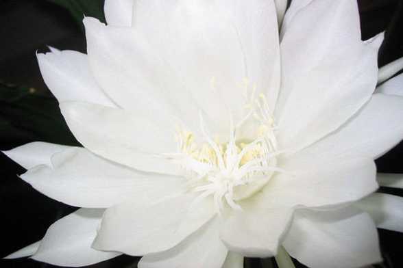 昙花的花语和传说 昙花的花语和传说