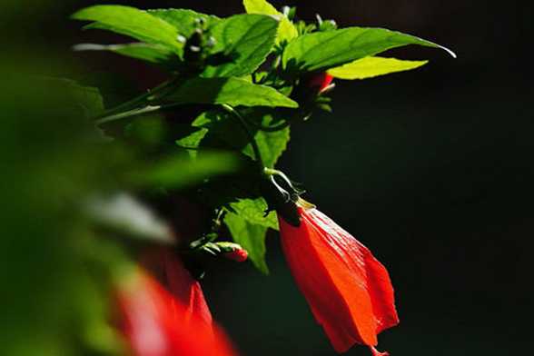 悬铃花能家养吗 悬铃花能家养吗