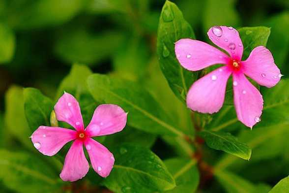 长春花(四季梅)的花语及传说 长春花(四季梅)的花语及传说