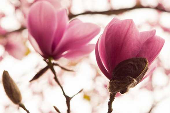 木兰的花语是什么 木兰的花语是什么