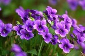 紫花地丁的传说
