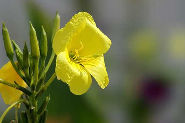 夜来香花香有毒吗 夜来香花香有毒吗