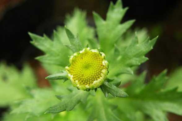 驱蚊草驱蚊有用吗? 驱蚊草驱蚊有用吗?