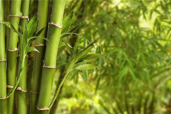 富贵竹多少根招财 富贵竹多少根招财