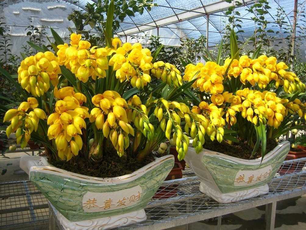 蕙兰的功效及作用 蕙兰的功效及作用