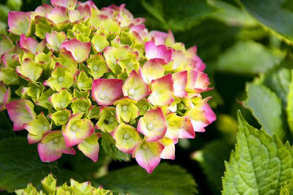八仙花(绣球花)有毒吗? 八仙花(绣球花)有毒吗?