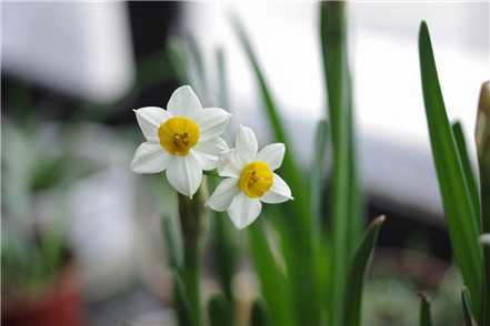 水仙花