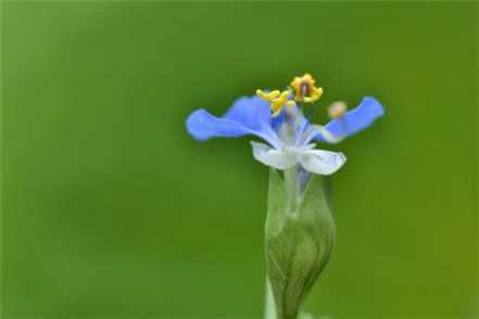 鸭拓草
