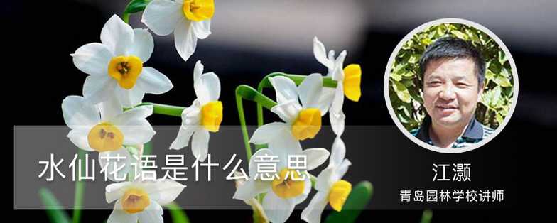 水仙花语是什么意思