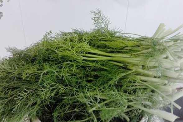 秋天阳台撒点种子,长出来的“菜”,用来包包子,好吃不贵 秋天阳台撒点种子,长出来的“菜”,用来包包子,好吃不贵