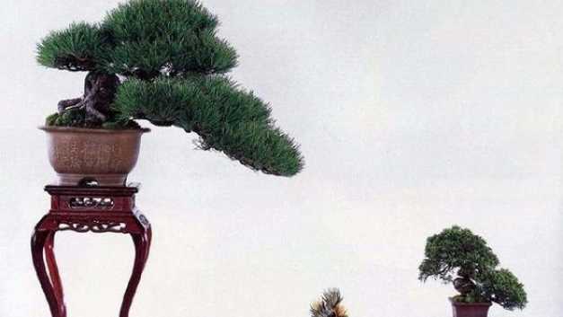 黑松盆景的养护方法 黑松盆景的养护方法