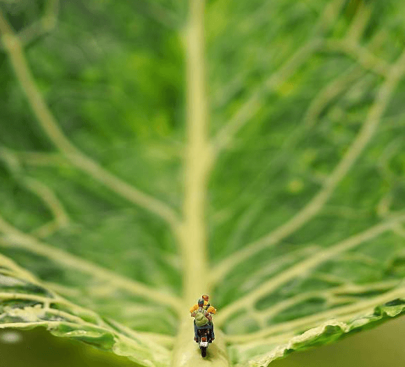 大白菜