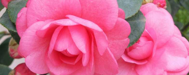 茶花多久缓苗成功 茶花多久缓苗成功