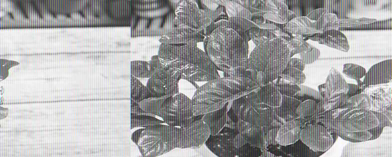 栀子花冬天叶子蔫了 栀子花冬天叶子蔫了