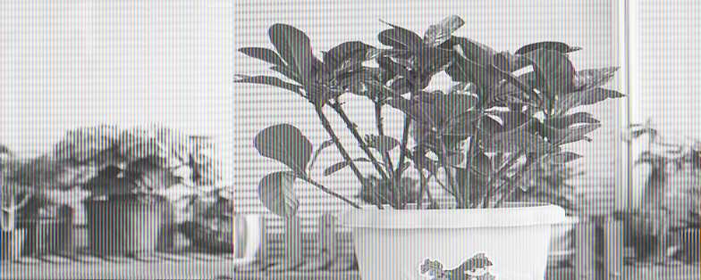 栀子花干枯了还能救活 栀子花干枯了还能救活