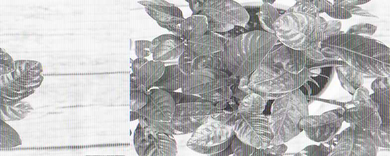 栀子花冬天开花了如何养护 栀子花冬天开花了如何养护