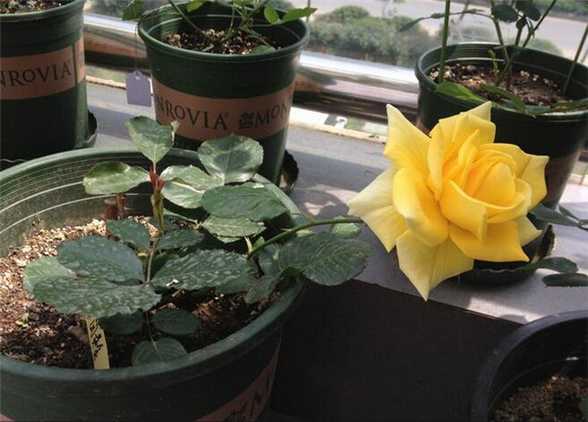 莱茵黄金