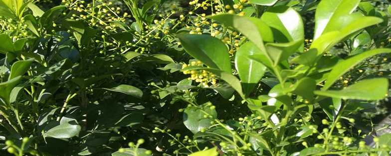 米兰的花语和寓意,有什么传说故事 米兰的花语和寓意,有什么传说故事