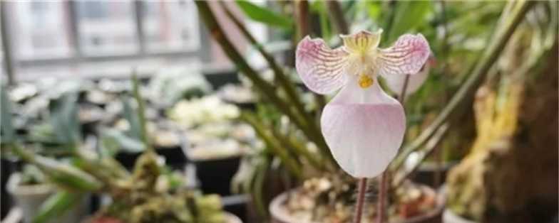 兜兰的花语和寓意,有什么传说故事 兜兰的花语和寓意,有什么传说故事